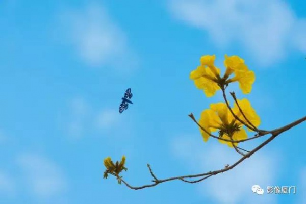 美爆了！厦门那片黄花风铃木又来了……花期短，赶紧约！