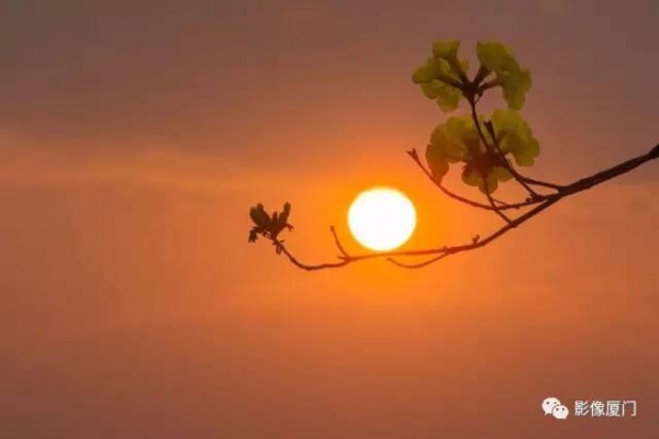 美爆了！厦门那片黄花风铃木又来了……花期短，赶紧约！