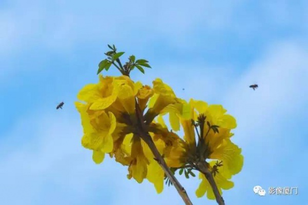 美爆了！厦门那片黄花风铃木又来了……花期短，赶紧约！