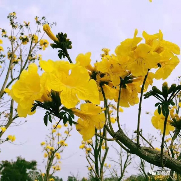 美爆了！厦门那片黄花风铃木又来了……花期短，赶紧约！
