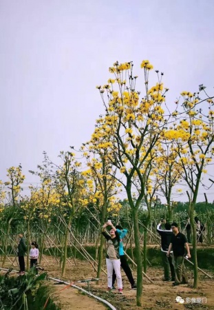美爆了！厦门那片黄花风铃木又来了……花期短，赶紧约！
