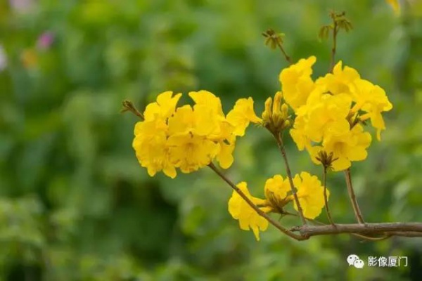 美爆了！厦门那片黄花风铃木又来了……花期短，赶紧约！