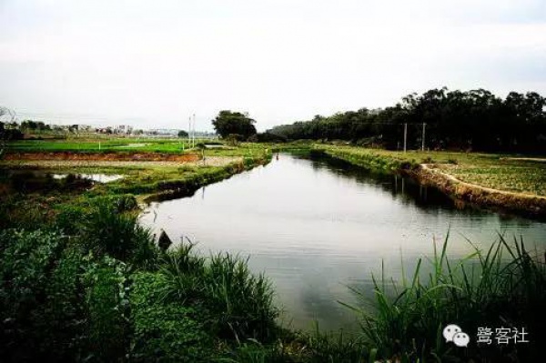 发现厦门：悄无人迹的古松林遗址