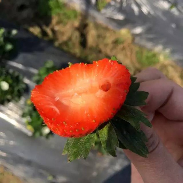 煮就好吃的不得了的玉米？仅限一天