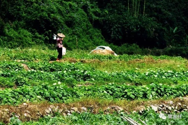 南安官桥曙光村（一）：向北，向北，直到那飘荡着地瓜香的土地